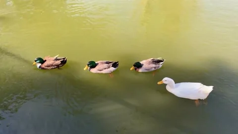 Group of Ducks Video stock 155167985