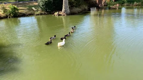 Group of Ducks Video stock 155168001