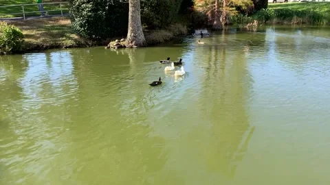 Group of Ducks Video stock 155168007