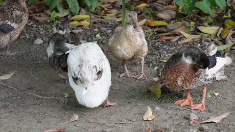 Group of Ducks Foraging on Ground Stock Footage 312778800