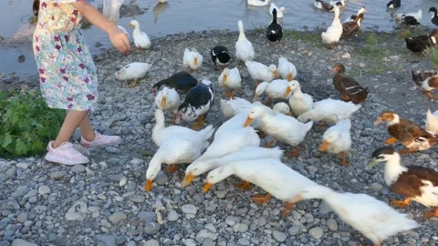Group of ducks gathered on lakeshore while a child in floral dress feeds them Stock Footage 318680625