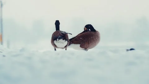 Group of ducks geese gracefully walking in snow on a chilly day Stock Footage 296283998