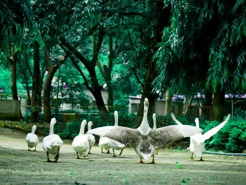 Group of ducks going together at cemented surface at asian garden field. Stock Photos