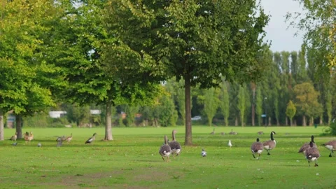 Group of ducks on the grass, eating and resting, sunny afternoon Stock-Footage 218302932