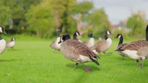 Group of ducks on the grass, eating and resting, sunny afternoon Stock-Footage 218302938