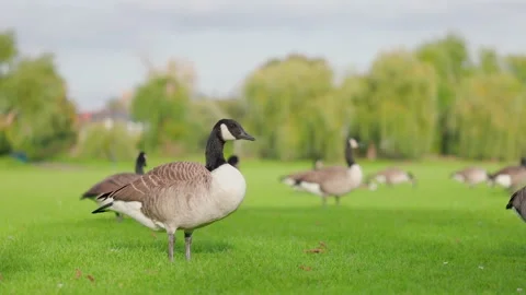 Group of ducks on the grass, eating and resting, sunny afternoon Stock-Footage 218302979