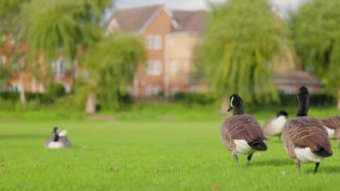 Group of ducks on the grass, eating and resting, sunny afternoon Stock-Footage 218302996