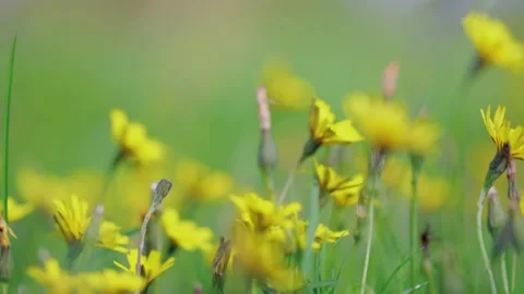 Group of ducks on the grass, eating and resting, sunny afternoon Stock-Footage 218304641