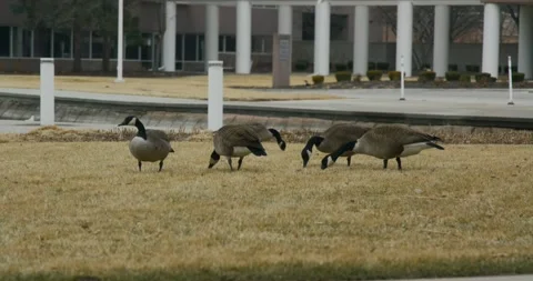 Group of Ducks in Grass Video stock 234148510