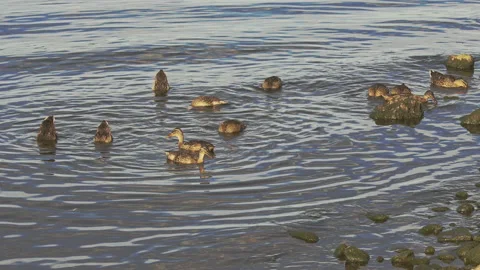 A group of ducks graze in the waters of Lake Bolsena Video stock 214038716