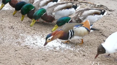 Group of ducks, a gull and a striking mandarin duck feeding on scattered grains Stock Footage 318923397