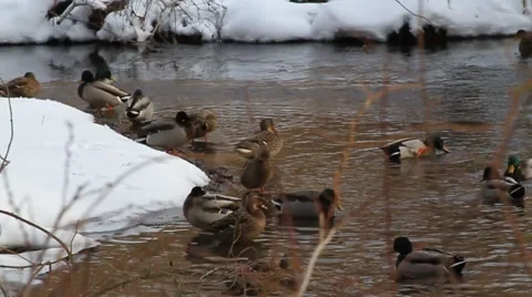 Group Ducks Hanging Out Stock Footage 1000749
