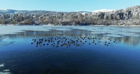 Group Of Ducks In Ice Cold Waters Rural Lake Next To Small Village Outskirts Of Stock Footage 289408112