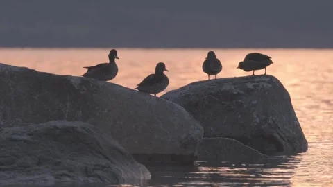 Group of ducks interacting on a rock in a lake in Chile at sunset. Vídeos de archivo 248330615