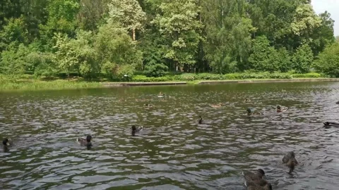 Group of ducks on lake on clear summer day Stock Footage 296813254