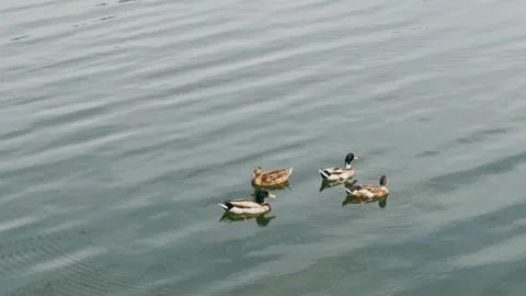 Group ducks on lake Stock Footage 155797055