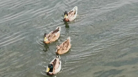 Group ducks on lake Stock Footage 155797214