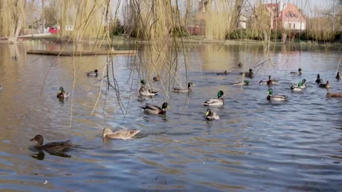 Group of Ducks on the Lake Stock Footage 304588904