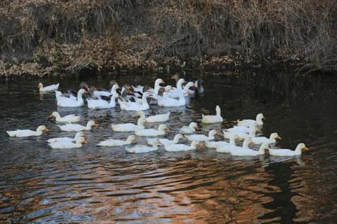 Group of ducks on lake Stock Photos