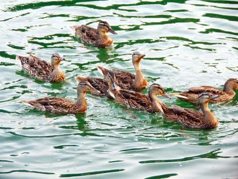 Group of ducks on the lake Stock Photos
