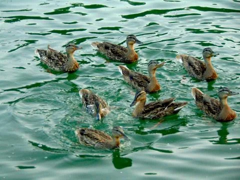 Group of ducks on the lake Fotos Stock
