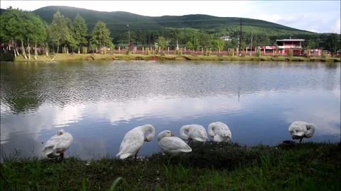 A group of Ducks lined up by the lake with mountain in the background 動画素材 158362338