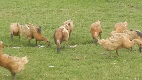 A group of ducks looking for food Stock Footage 258024521