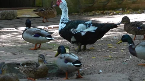 A group of ducks lstanding Stock Footage 259974800