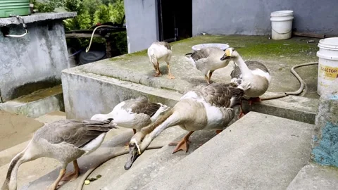 Group of Ducks Outside Rural House in Peaceful Village Vídeo Stock 339777928