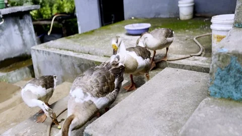 Group of Ducks Outside Rural House in Peaceful Village Stockbeeldmateriaal 339777945