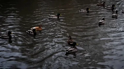 A Group of Ducks Paddle in a Duck Pond on a Spring Afternoon 動画素材 81717086