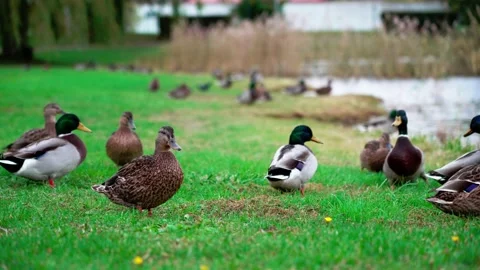 Group of ducks in a park. 库存影片 219052690