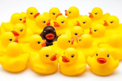 Group of ducks Stock Photos