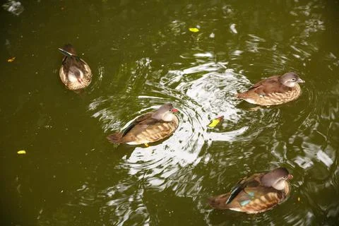 Group of ducks Stock Photos