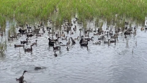 A group of ducks playing on the edge of a rice field Stock Footage 280358373