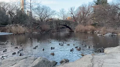 Group of ducks in the Pond in Central Park Stock Footage 311670798