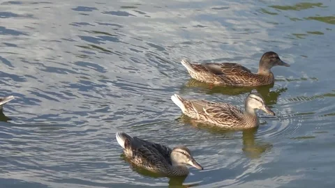 Group of Ducks in the Pond Stock Footage 102628647