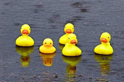 Group of Ducks in Puddle Stock Photos