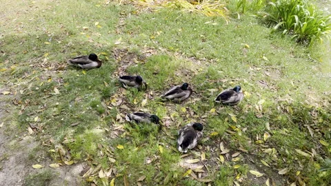 Group of Ducks Relaxing on Grass in a Serene Park Setting Stock Footage 316845031