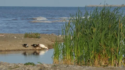 Group of ducks resting on sandy ground beside tall reeds at the water’s edge Stock Footage 318921740
