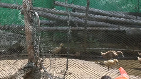 Group of ducks running behind the net. Duck type of Anas platyrhynchos javanica Video stock 294854249