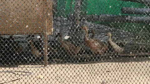 Group of ducks running behind the net Video stock 294854313