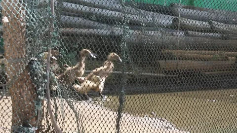 Group of ducks running behind the net Stock Footage 294854360