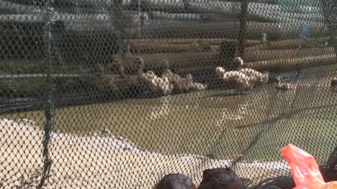 Group of ducks running behind the net Stock Footage 294854390