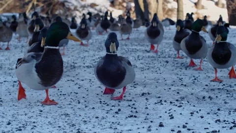 Group Of Ducks Runs Towards Camera In Snowy Landscape Stock Footage 168905922