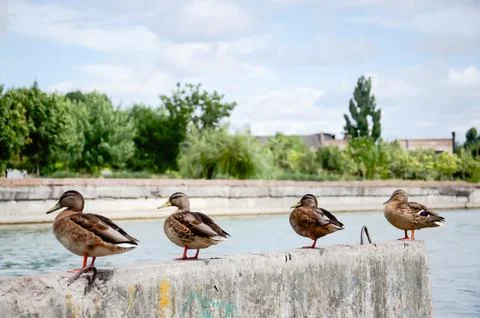 A group of ducks sitting in a row on a jetty against a backdrop of blue water. Stock Photos