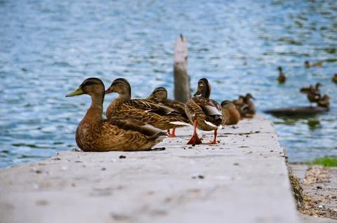 A group of ducks sitting in a row on a jetty against a backdrop of blue water. Stock Photos