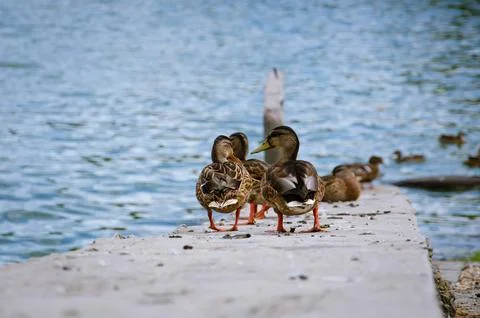 A group of ducks sitting in a row on a jetty against a backdrop of blue water. Stock Photos