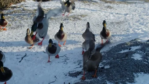 Group Of Ducks In Snow Landscape Stock Footage 168905905