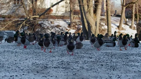 Group Of Ducks In Snow Landscape Stock Footage 168905913